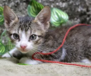 Gato raça SRD idade 2 a 6 meses nome George