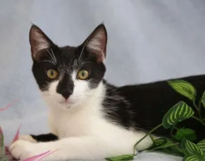 Gato raça SRD idade 2 a 6 meses nome Lancelot