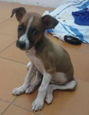 Cachorro raça Vira lata idade 2 a 6 meses nome Laura