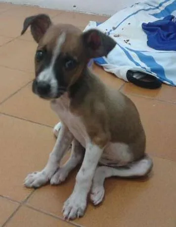 Cachorro ra a Vira lata idade 2 a 6 meses nome Laura