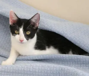 Gato raça srd idade 2 a 6 meses nome Gia