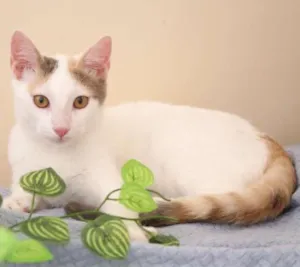 Gato raça SRD idade 2 a 6 meses nome Branca