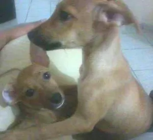 Cachorro raça SRD idade 7 a 11 meses nome Théo