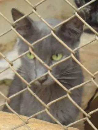Gato raça Dv idade  nome Lindos gatinhos