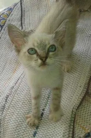 Gato raça  idade 2 a 6 meses nome Branca