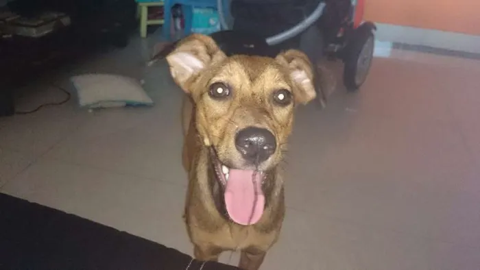 Cachorro ra a srd idade 7 a 11 meses nome Kiara