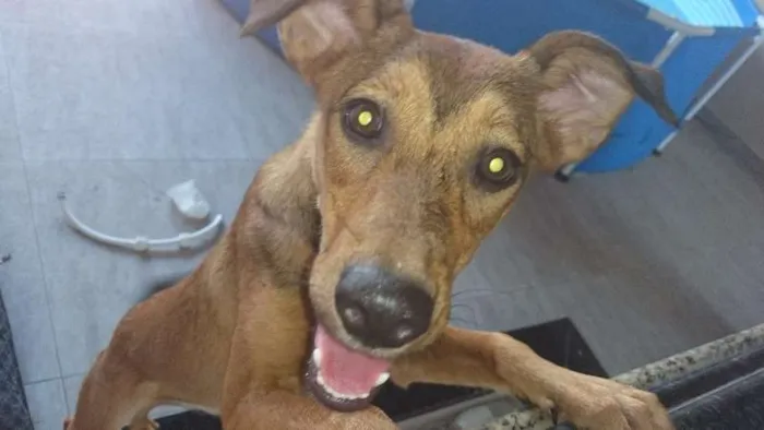 Cachorro ra a srd idade 7 a 11 meses nome Kiara