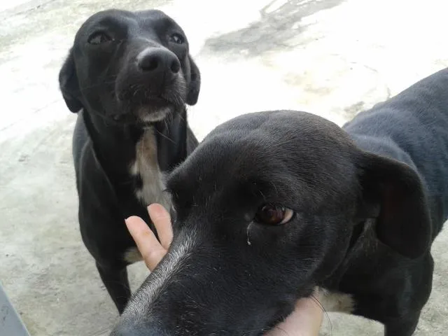 Cachorro ra a Vira lata idade  nome Preta