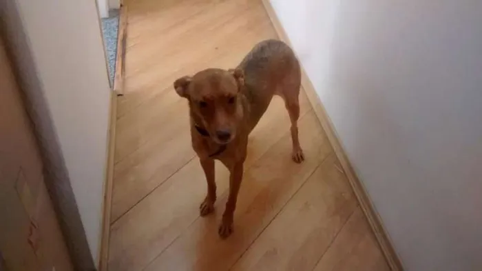 Cachorro ra a nao definida idade 3 anos nome mostarda