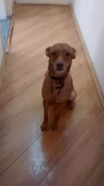 Cachorro ra a nao definida idade 3 anos nome mostarda