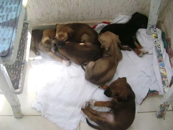Cachorro ra a desconhecida idade 2 a 6 meses nome não tem