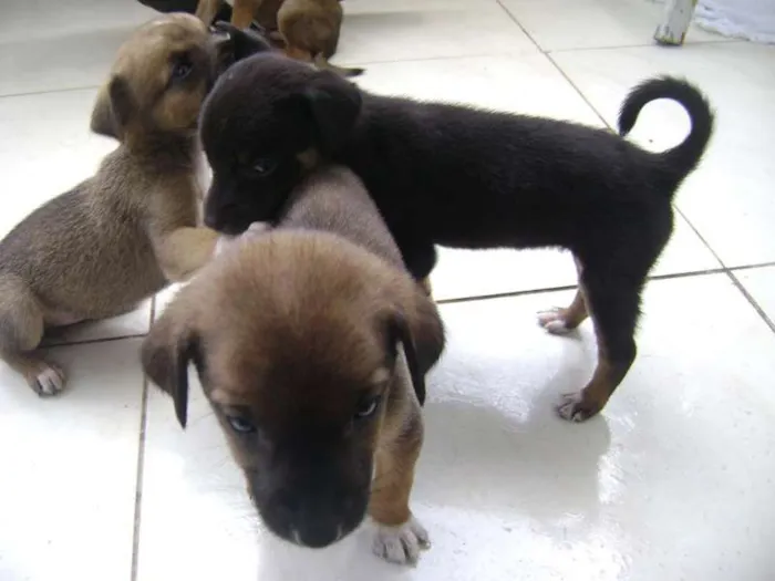 Cachorro ra a desconhecida idade 2 a 6 meses nome não tem
