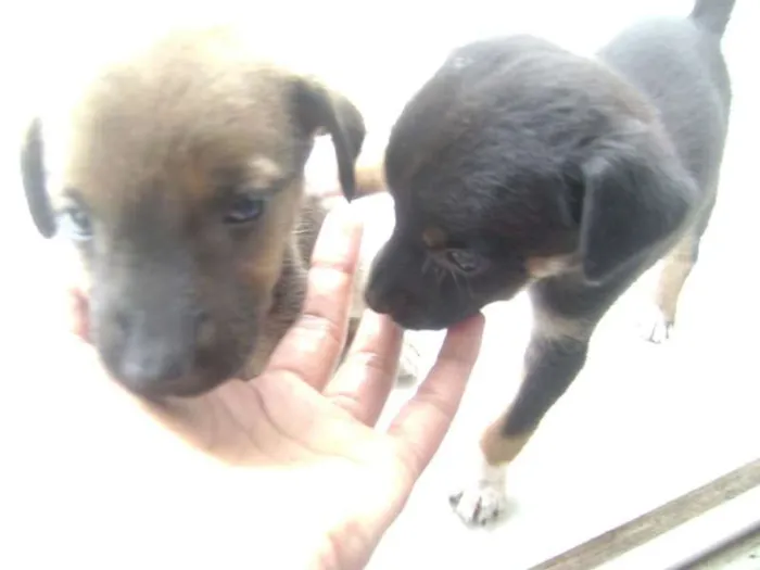 Cachorro ra a desconhecida idade 2 a 6 meses nome não tem