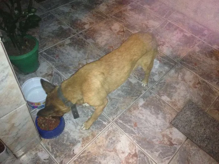 Cachorro raça SRD idade 6 ou mais anos nome Juninho