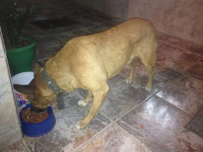 Cachorro raça SRD idade 6 ou mais anos nome Juninho
