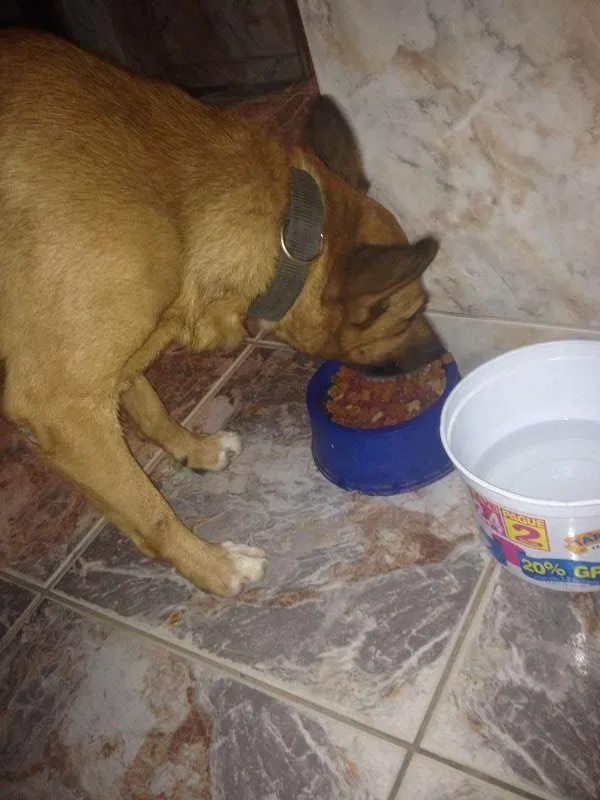 Cachorro raça SRD idade 6 ou mais anos nome Juninho