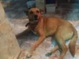 Juninho