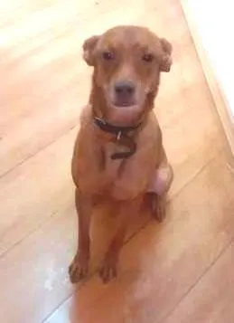 Cachorro ra a nao definida idade 3 anos nome mostarda