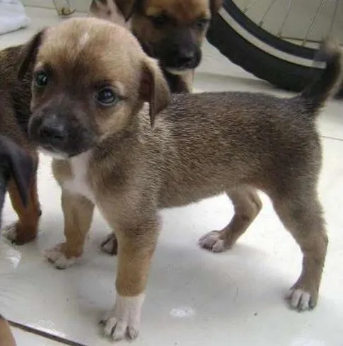 Cachorro ra a desconhecida idade 2 a 6 meses nome não tem