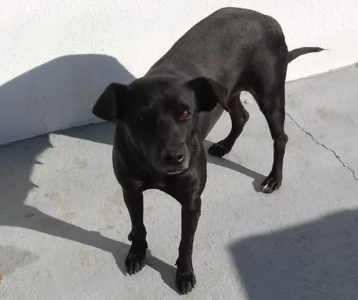 Cachorro ra a SRD idade  nome Amarelão e Pretinhas
