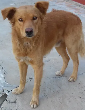 Cachorro ra a SRD idade  nome Amarelão e Pretinhas