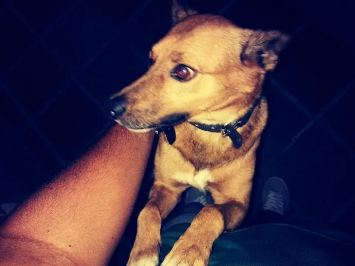 Cachorro raça SRD idade 6 ou mais anos nome Juninho