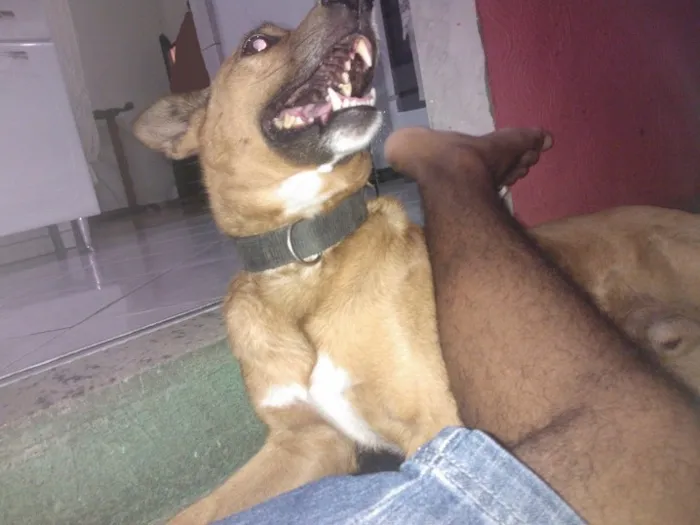 Cachorro raça SRD idade 6 ou mais anos nome Juninho
