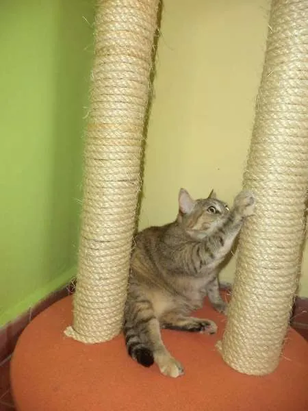 Gato ra a SRD idade 4 anos nome Mia