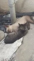 gato