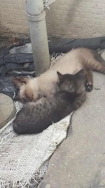 Gato ra a  idade Abaixo de 2 meses nome gato