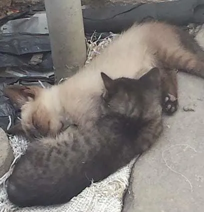 Gato ra a  idade Abaixo de 2 meses nome gato