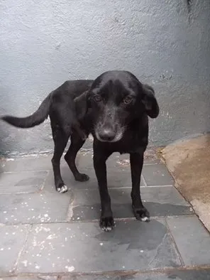 Cachorro raça SRD idade 4 anos nome Resgatadao