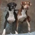 GEMEAS