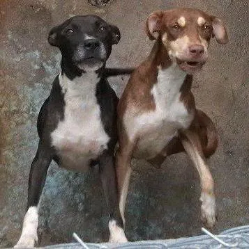 Cachorro raça SRD idade 2 anos nome GEMEAS