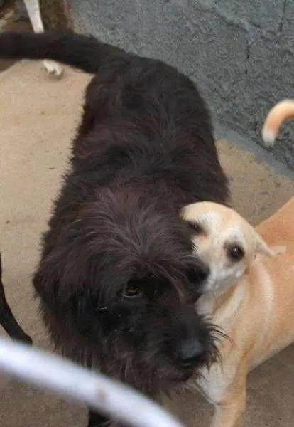 Cachorro raça SRD idade 6 ou mais anos nome IDOSINHO