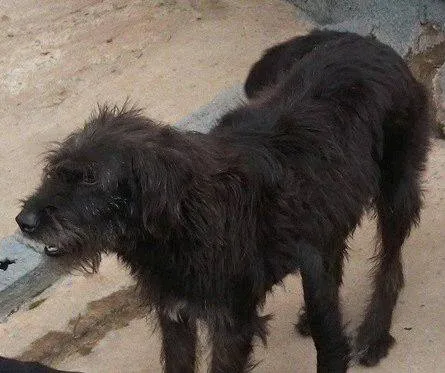 Cachorro raça SRD idade 6 ou mais anos nome IDOSINHO