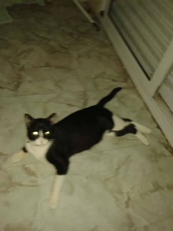 Gato ra a SRD idade 1 ano nome Tom