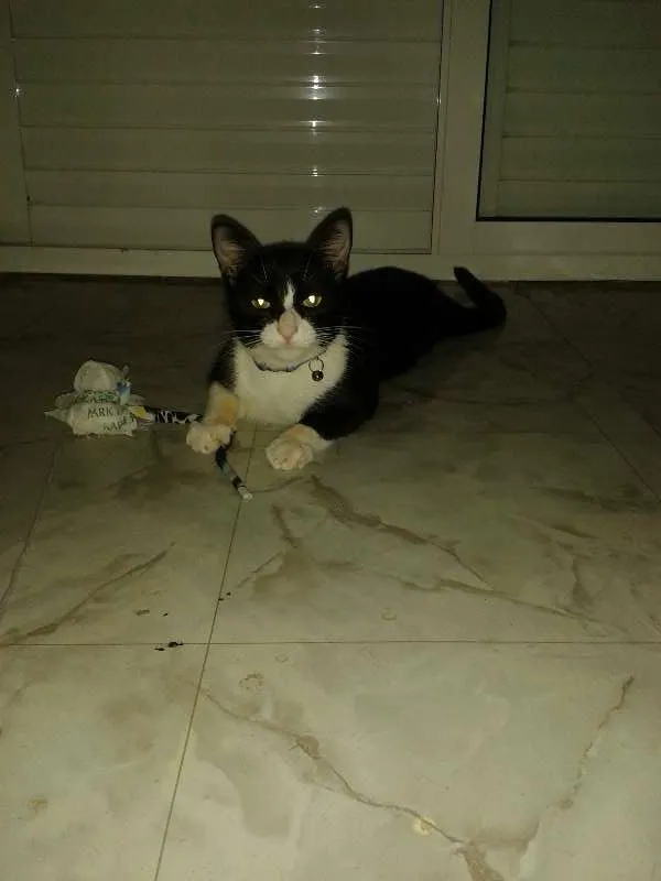 Gato ra a SRD idade 1 ano nome Tom