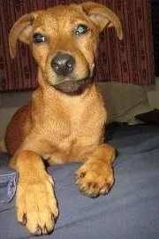 Cachorro raça SRD idade 2 a 6 meses nome Pitty
