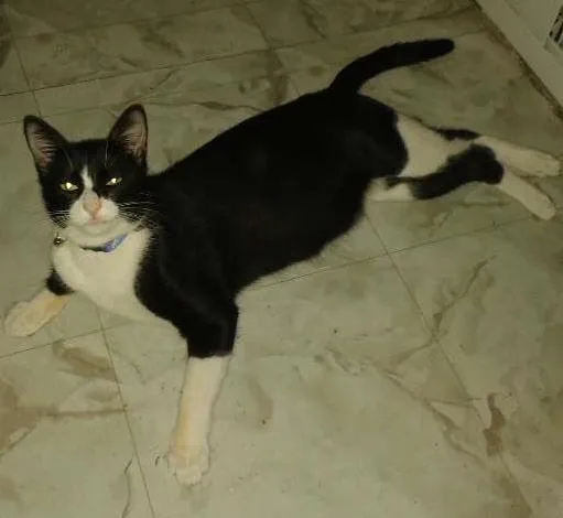 Gato ra a SRD idade 1 ano nome Tom