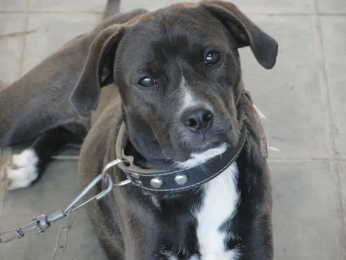 Cachorro ra a vira lata idade 3 anos nome Zeus