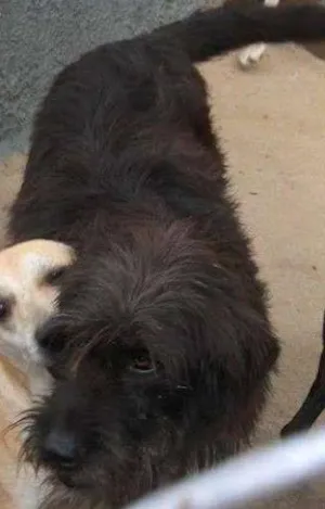 Cachorro raça SRD idade 6 ou mais anos nome IDOSINHO