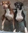 GEMEAS