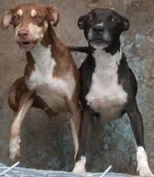 Cachorro raça SRD idade 2 anos nome GEMEAS
