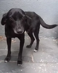 Cachorro raça SRD idade 4 anos nome Resgatadao
