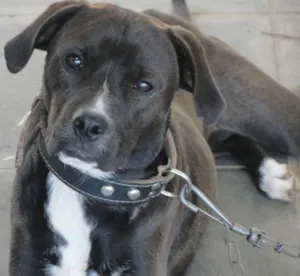 Cachorro raça vira lata idade 3 anos nome Zeus