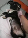 Cascão