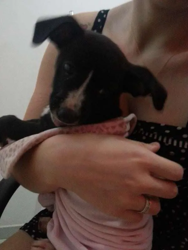 Cachorro ra a Indefinida idade 2 a 6 meses nome Cascão