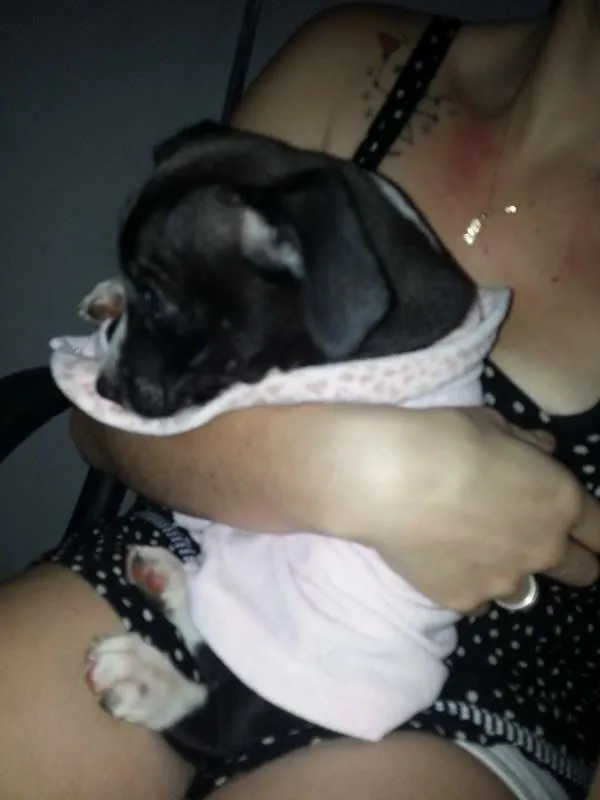Cachorro ra a Indefinida idade 2 a 6 meses nome Cascão