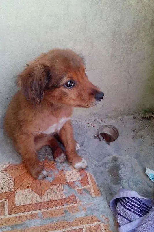 Cachorro ra a srd idade 2 a 6 meses nome Princesa